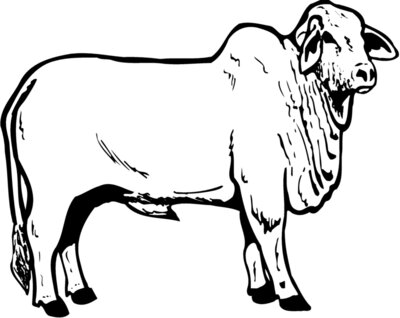 COW019