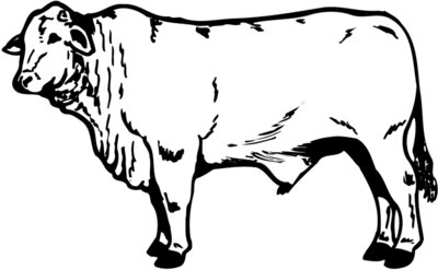 COW022