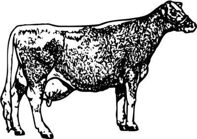 COW034