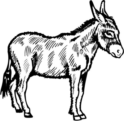 BURRO006