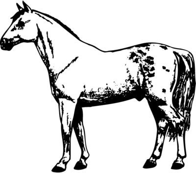 HORSE032