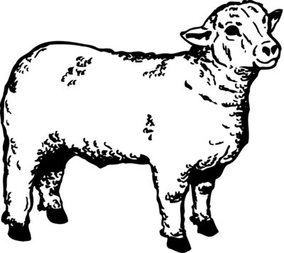 SHEEP006