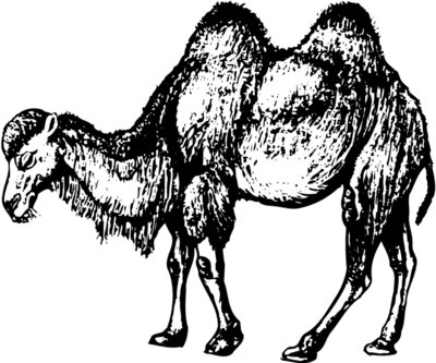 CAMEL002