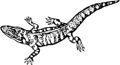 LIZARD02